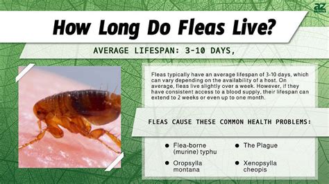 how long do fleas live in house.